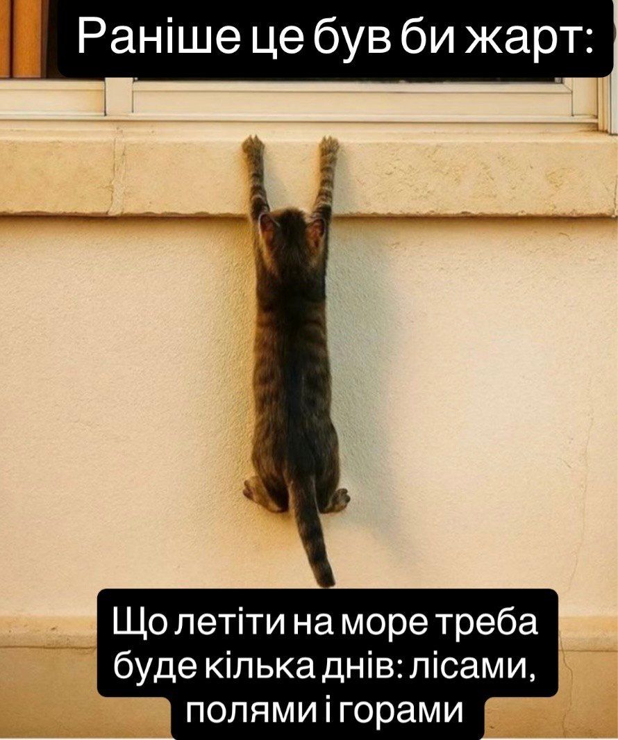 Смішні коти - фото 849053