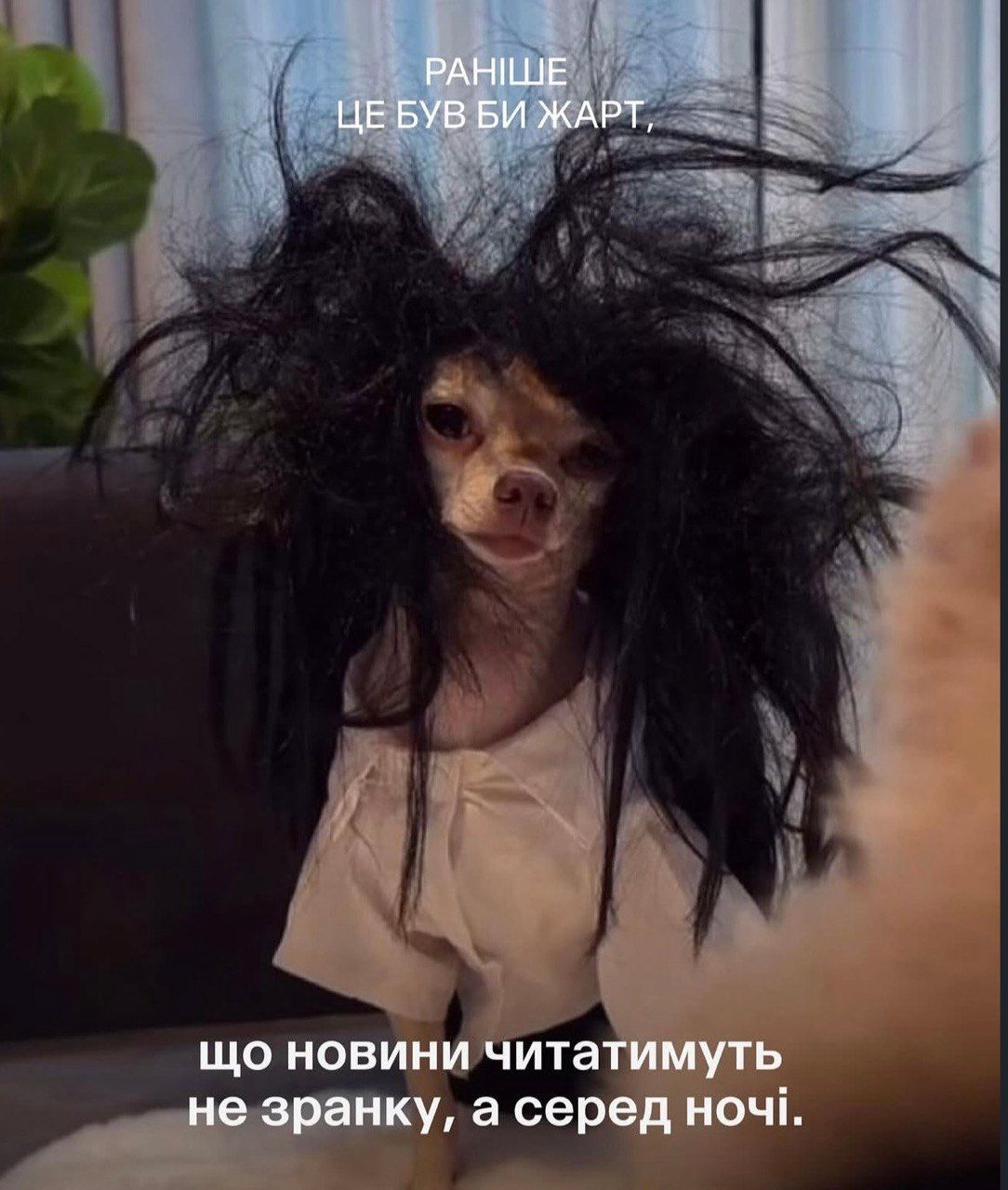 Смішні собаки - фото 849054