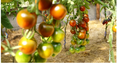 Як виростити рекордний урожай помідорів майже без поливу: секрети міцної кореневої системи