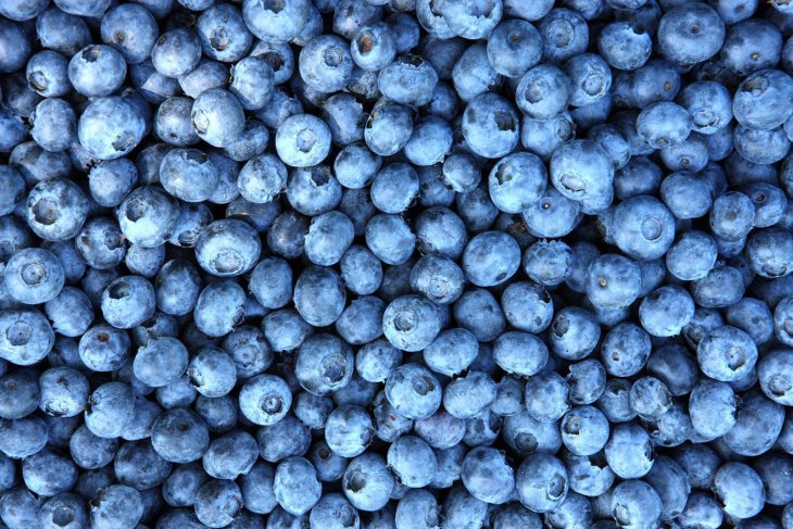 Корисні властивості чорниці, про які ви не здогадувалися