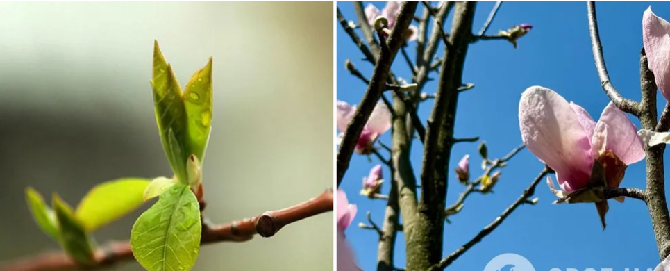 Дощі, грози та весняне тепло: якою буде погода в Україні 3 квітня