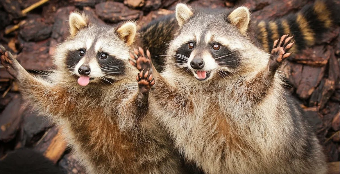 Голодний єнот поцупив замовлену піцу просто з ґанку