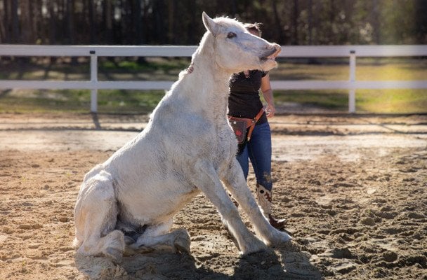 Кінь Грінго / &copy; Guinness World Records