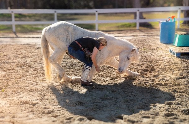 Кінь Грінго / &copy; Guinness World Records
