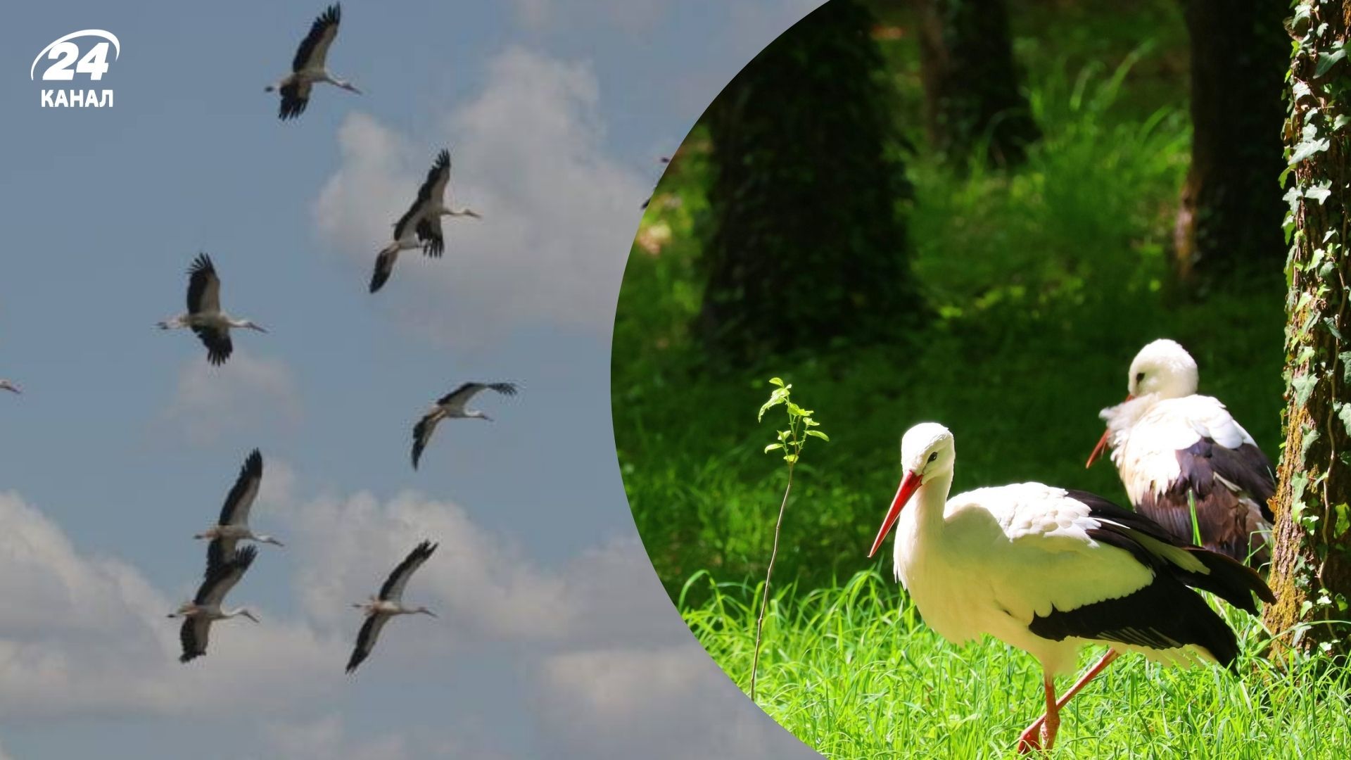 Багато лелек приземлилися на півдні Одещини через погіршення погоди