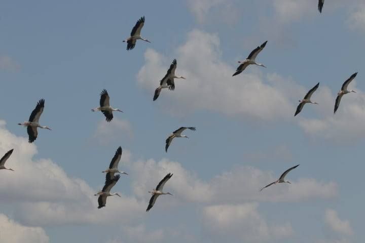 На півдні Одещини зупинилися майже 2 тисячі лелек: науковець назвав причину