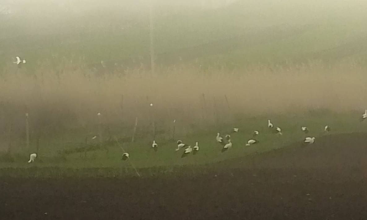 На півдні Одещини зупинилися майже 2 тисячі лелек: науковець назвав причину