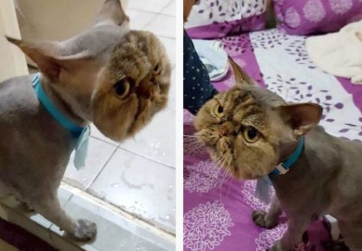 Кіт повернувся від грумера майже повністю лисим (ФОТО)