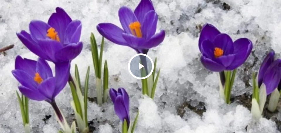 Весна взяла паузу: в яких регіонах України 7 квітня очікуються заморозки а де – дощі. Карта