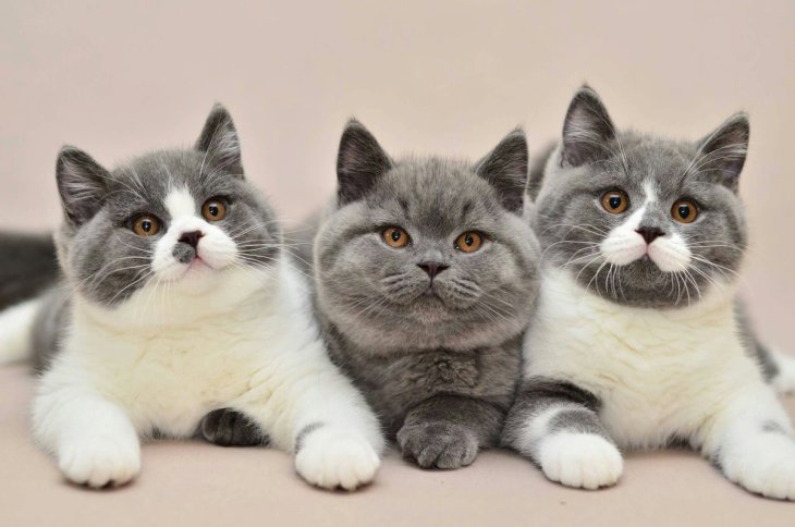 Кішка-інтроверт стала новою зіркою Мереж (ФОТО)