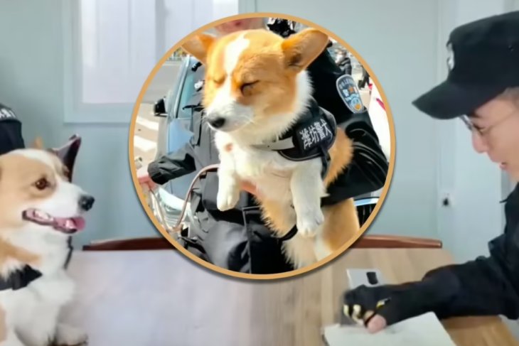 Собаку-поліцейського в Китаї позбавили премії &mdash; він спав на роботі та надзюрив у миску