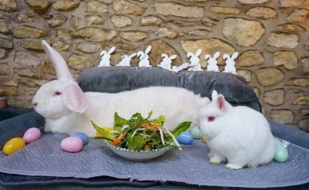 Джуніор і Сюзі / &copy; SWNS