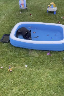 Мережі підкорив ведмідь, який вирішив освіжитись у басейні (ФОТО)