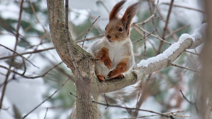 Мережі розсмішила білка, яка застрягла пікантним місцем між дошками паркану (ВІДЕО)