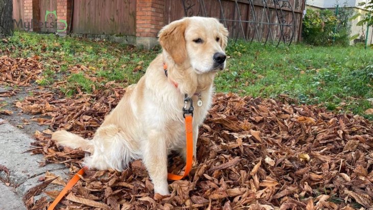 Смачні ласощі мало не призвели до сварки між цуценям та його дорослим другом (ВІДЕО)