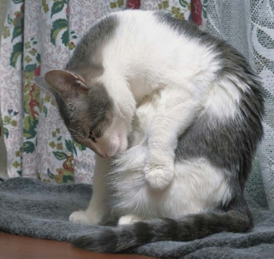 Гігієнічні процедури для кішки