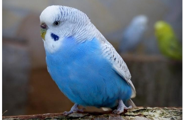 Папуга Бебе став популярним після подорожі у маленькій підводній лодці