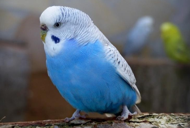 Папуга Бебе став популярним після подорожі у маленькій підводній лодці