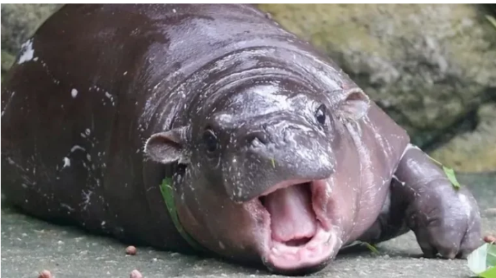 У Таїланді чоловік вдерся у вольєр відомої бегемотихи Му-Ден