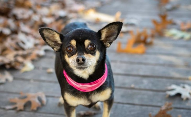 Мережі повеселив собака з незвичайною мордочкою (ВІДЕО)