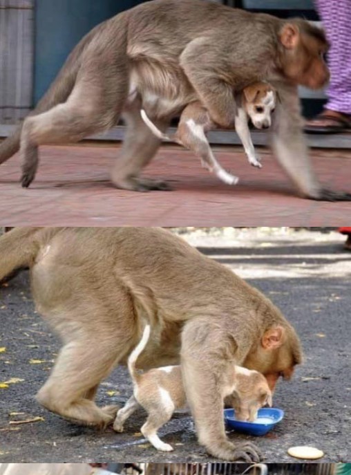 Смішна мавпа «усиновила» бродяче цуценя (фото)