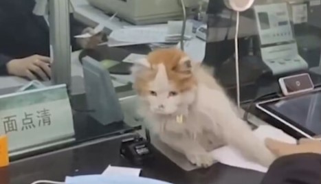 Кішка отримала роботу в банку та навчилася вилазити через вузьке віконце (ФОТО)