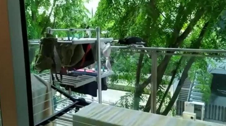 Птах розвеселив Мережі &laquo;пікантною&raquo; крадіжкою (відео)