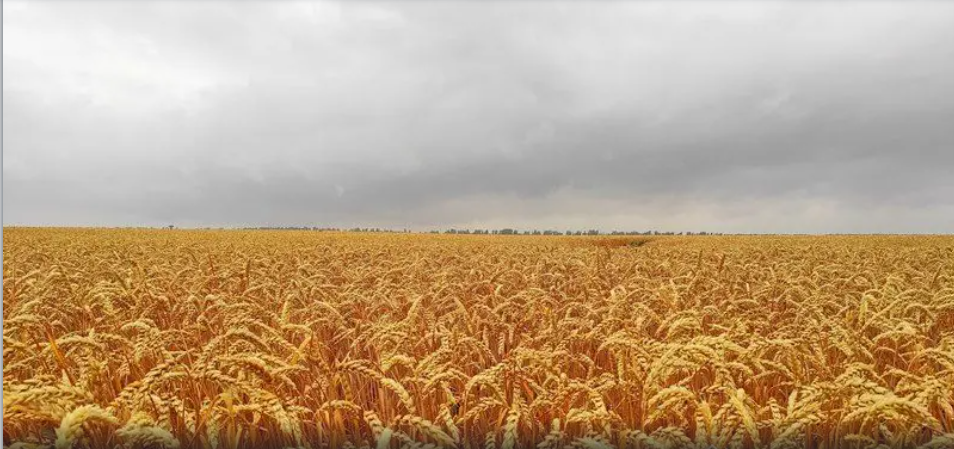 На Херсонщині аграрії відмовляються від вирощування пшениці: в чому причина