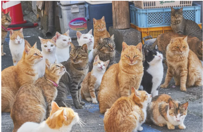 Острів Аосіма: як коти захопили японське селище та створили власну цивілізацію
