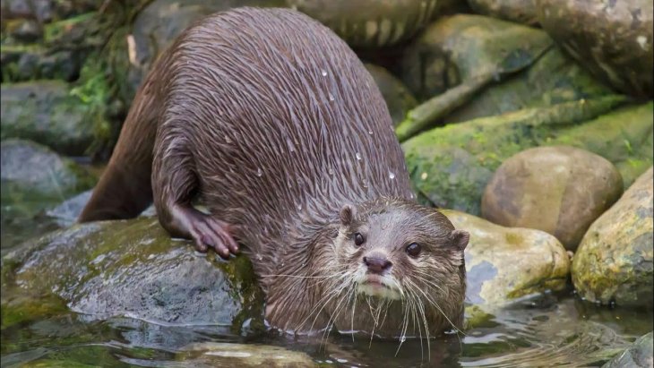 Морська видра відібрала дошки у серферів у Каліфорнії