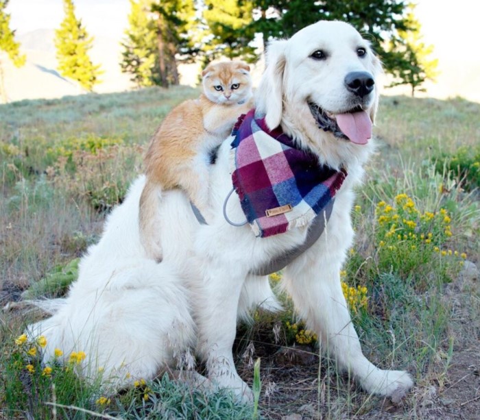 Нерозлучні кіт і собака завоювали любов Instagram (ВІДЕО)