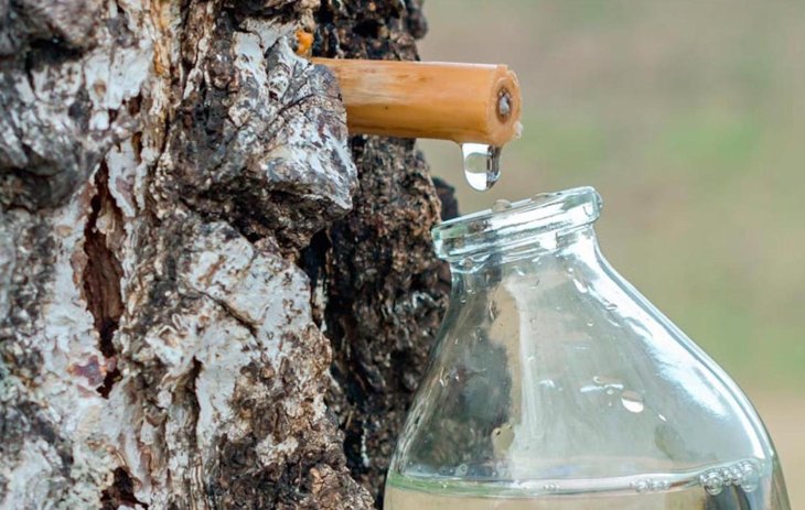 Очищає від токсинів і не лише: у чому користь березового соку