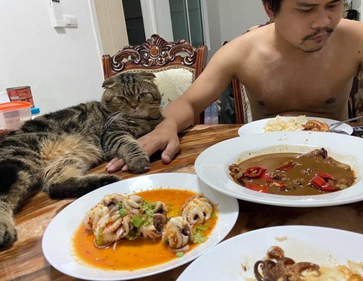 Мережі насмішила історія жінки, якій доводиться боротися за увагу чоловіка з котом (ФОТО)