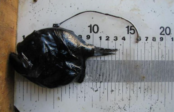 Секс у темряві та приманка на морді: вчені розкрили інтимні таємниці морських чортів