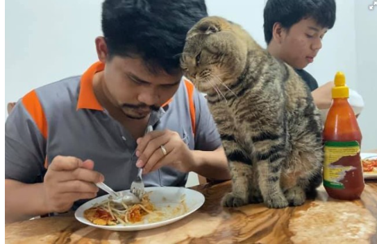 Справжнє котяче кохання: кіт Джарвіс підкорив мережу неймовірною ревністю до господаря