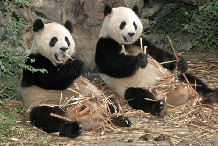 Панда-акторка підкорила мережу своєю драматичною реакцією на легкий удар лапою