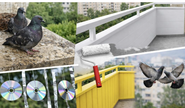 Якщо голуби гадять вам на балкон, його треба пофарбувати: цей колір ефективно відлякує птахі