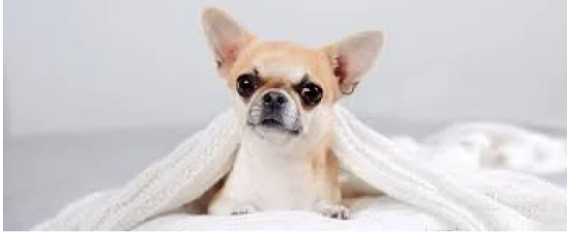 Собака, що приймає ванну, розвеселив YouTube (відео)