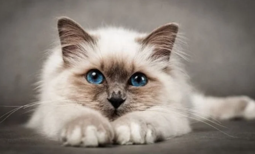 Мережі насмішила кішка, що втрутилася в навчальний процес (відео)