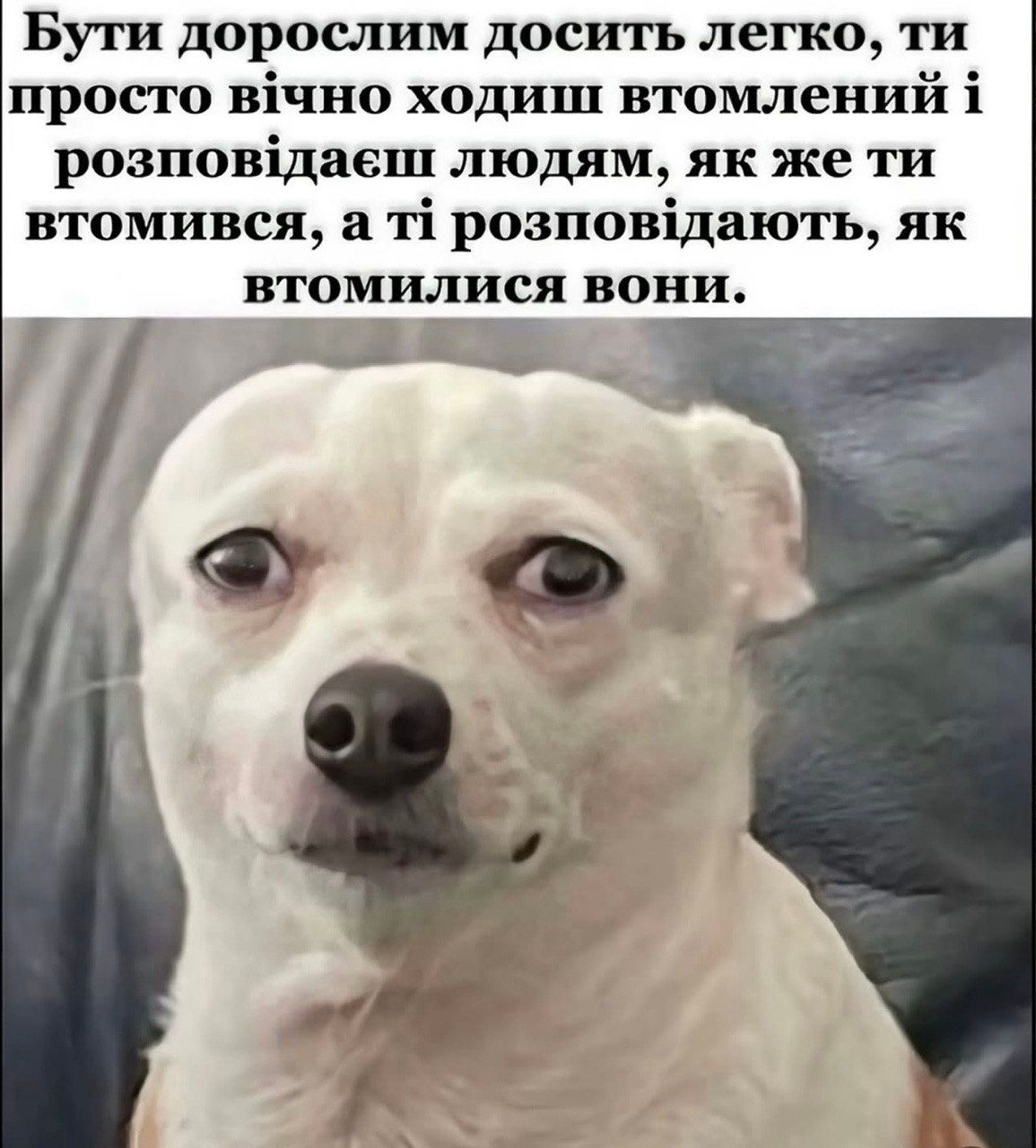 Смішні собачки та меми - фото 855508