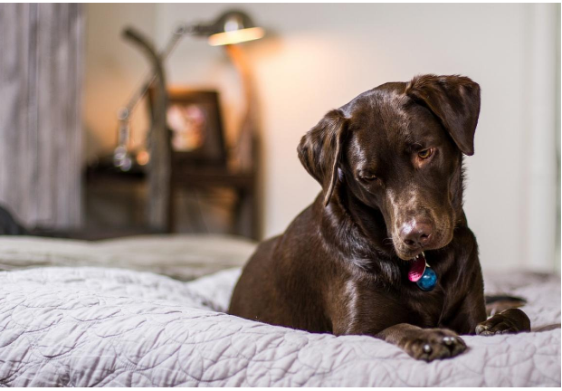 Чому собаки люблять спати біля ніг господаря: 7 головних причин від експертів