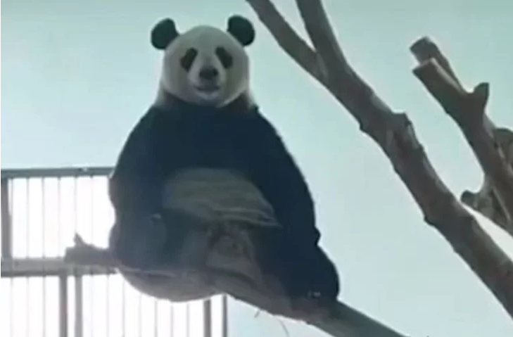 Панда-медитатор: у Китаї тварина підкорила мережу незвичайним способом оздоровлення