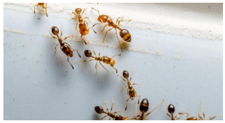 Кориця проти мурах: як назавжди вигнати комах з оселі без агресивної хімії