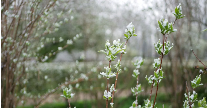 Мокрий сніг та помаранчевий рівень небезпеки: в Україну йде різке похолодання