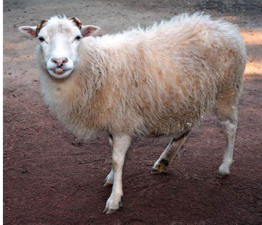 Зухвалий баран залишив без дивана свого маленького господаря (відео)