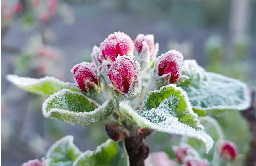 В Україну йдуть арктичний холод та заморозки: детальний прогноз погоди на тиждень