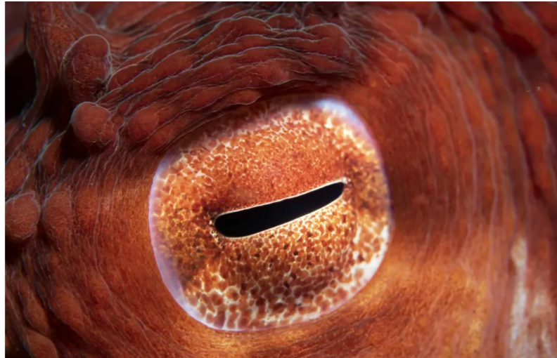 Крихітна смерть в океані: чим небезпечний синьокільчастий восьминіг, що вбиває за лічені хвилини