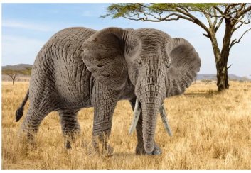 Слониха зіграла у футбол із підлітками (відео)