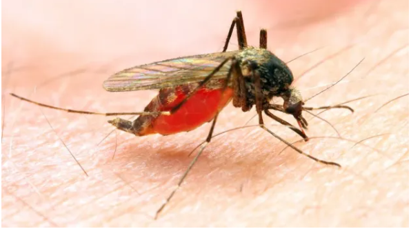 Чому комарі кусають не всіх: науковці назвали головні чинники привабливості для комах