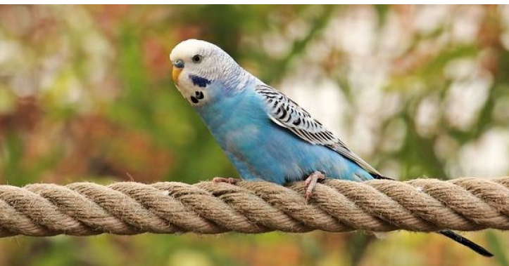 Папуга у Новій Зеландії мимоволі став відеоблогером, вкравши камеру